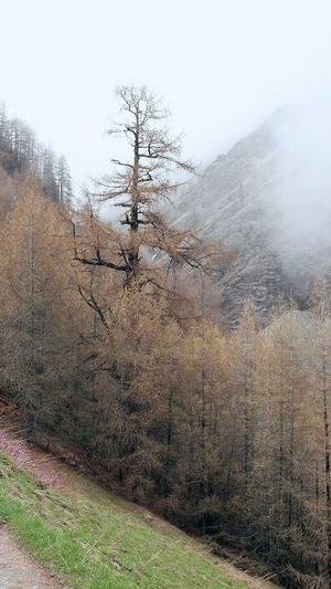 seo在线优化工具 site截图4