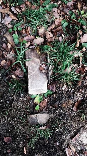 小霸王蜘蛛池是什么截图1