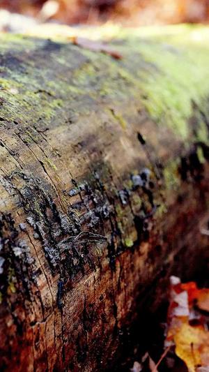 建蜘蛛池多少钱截图4