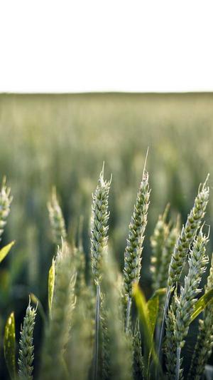 博客SEO文字转链接工具截图1