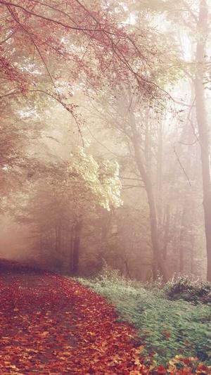 seo优化工具截图2