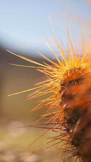 seo网站分析工具截图2