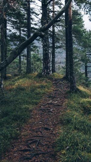 蜘蛛池技术代码截图3