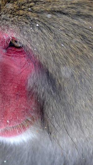 seo 站长查询工具截图2