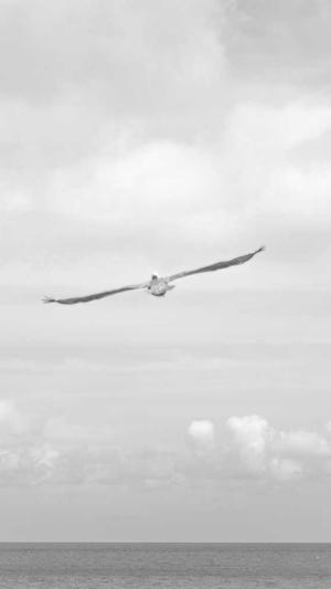 seo关键词分析工具截图2