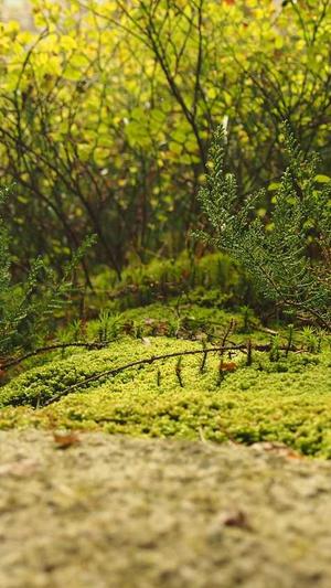 seo诊断工具截图2