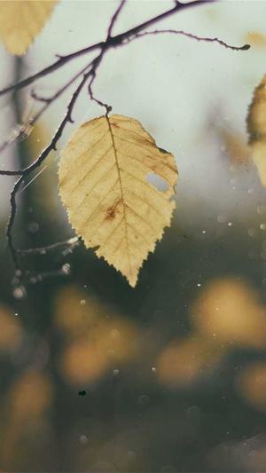 佛山顺德网站建设公司截图1